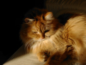 lady 1