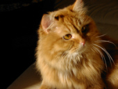 lady