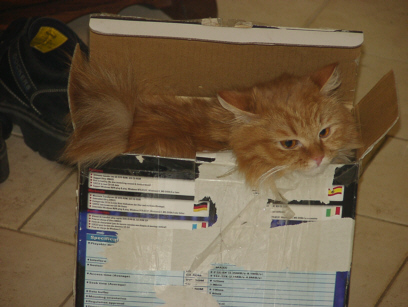 9 Uhr, Paris, die Frisur sitzt, dank 3-Katzen-Taft