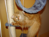 KatzenYoga fr Fortgeschrittene