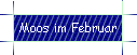 Moos im Februar