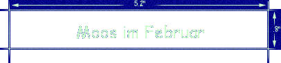 Moos im Februar