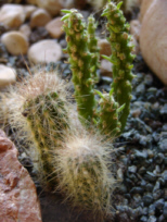 Kchenkaktus