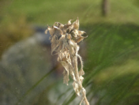 sonnenblume im Dezember