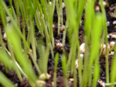 Katzengras