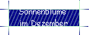 Sonnenblume  
 im Dezember