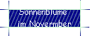 Sonnenblume  
 im Novermber