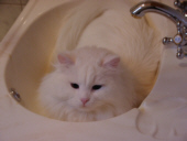Katzenwanne