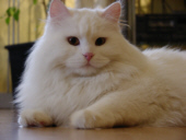 Pascha