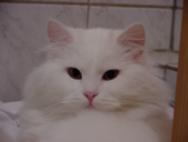 ein groer Herr