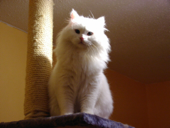Katzenmodell