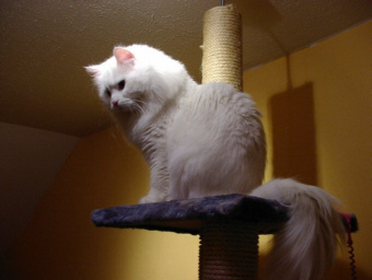abwesendes Katzenmodell
