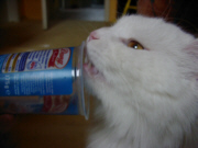 Puddingmonster (10 Bilder)